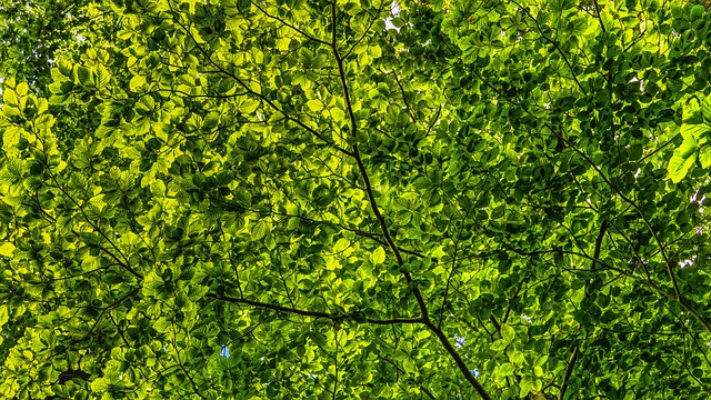 Incontriamo l'Albero Maestro